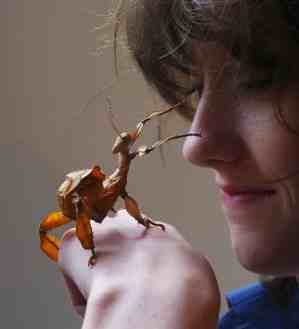 Spiny Leaf Stick Insects back in stock