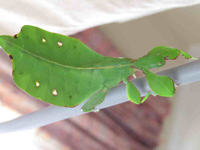 Austalian Leaf Insect Eggs Now Available