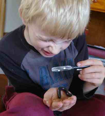 Mini Beast Incursions to pre schools and primary schools in Victoria