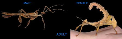 To female pictures male To female pictures male