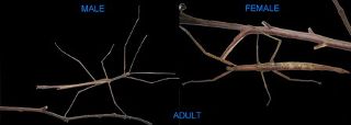 Wuelfing's Stick Insect - Pair Juvenile
