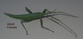 Children's Stick Insects available.