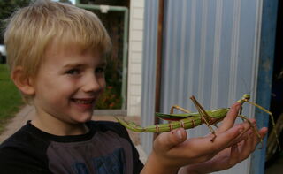 Minibeast Incursions available from the Insectarium of Victoria