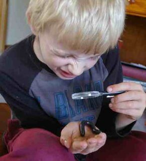 Mini Beast Incursions to pre schools and primary schools in Victoria