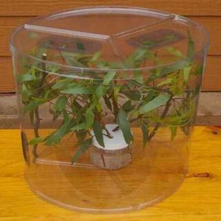 Insectpet Enclosures Now Available