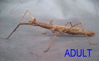 Crowned Stick Insect - Female Juvenile
